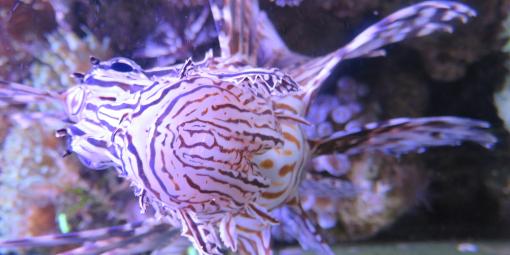 Fisch im Meeresaquarium